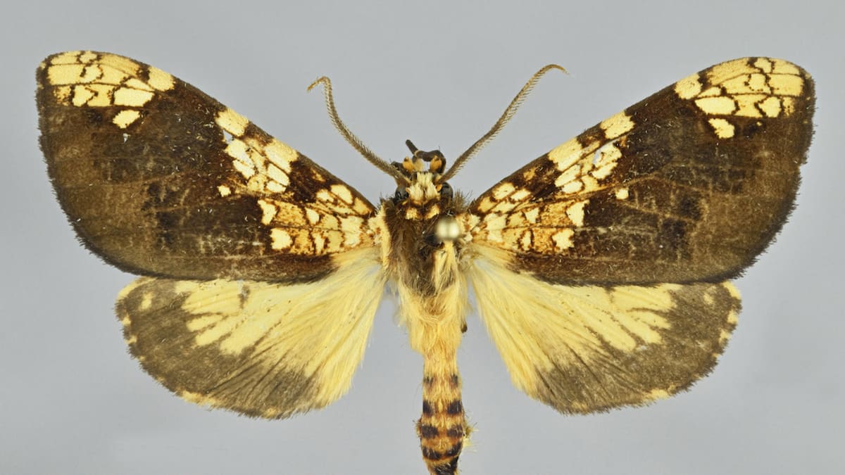 Descubren una nueva especie de mariposa en Machu Picchu. Foto: EFE