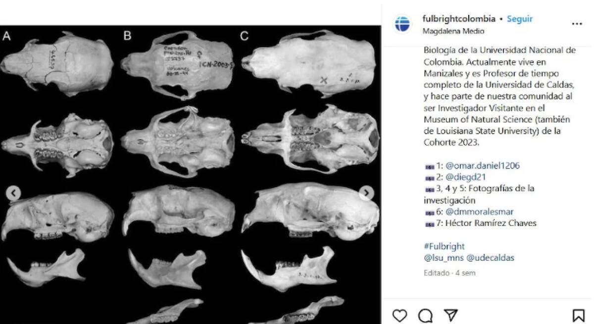 Descubren una nueva especie de puercoespín. Foto fulbrightcolombia