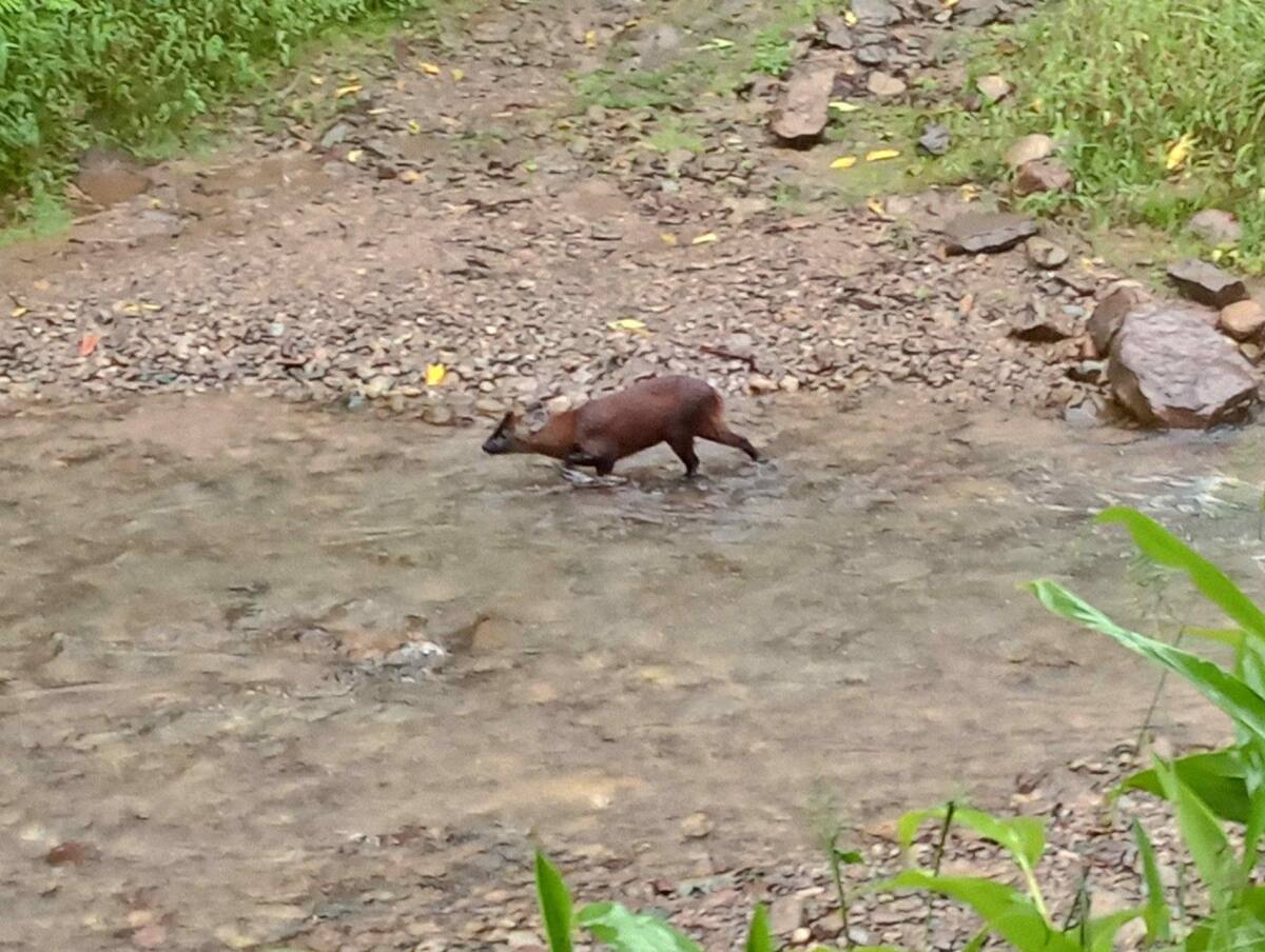 Descubrieron una nueva especie de mamífero en Perú. Foto: EFE.