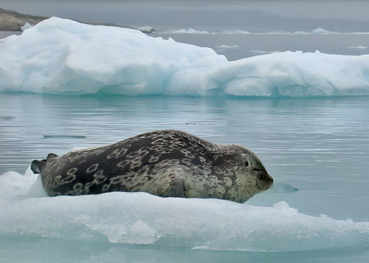 Descubrimiento de la foca Kangia. Foto: Greenland Institute of Natural Resources.
