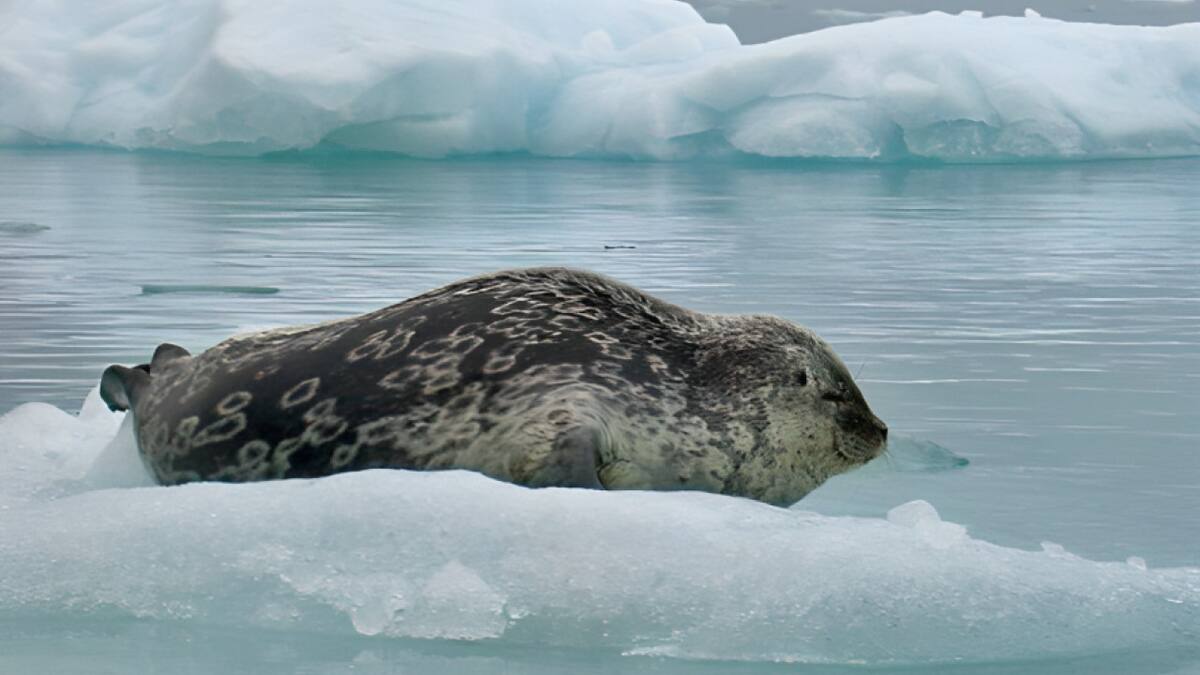 Foca antártica. Foto: Greenland Institute of Natural Resources.