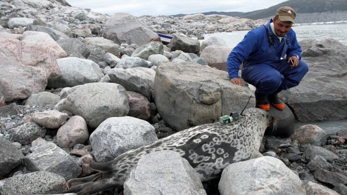 Descubrimiento de la foca Kangia. Foto: Greenland Institute of Natural Resources.