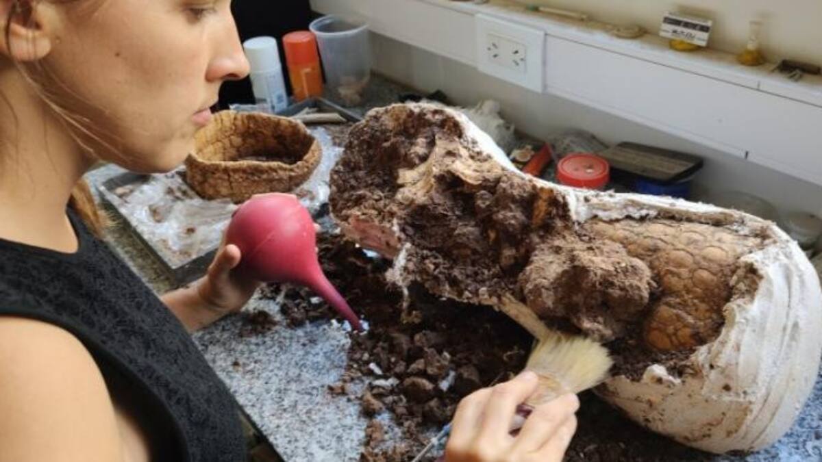 Descubrimiento en las playas. Foto: NA