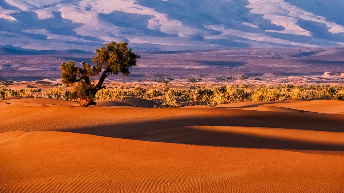 La muralla “verde” de 8.000 km que construyen 11 países africanos para frenar al desierto: creará 10 millones de empleos verdes para 2030