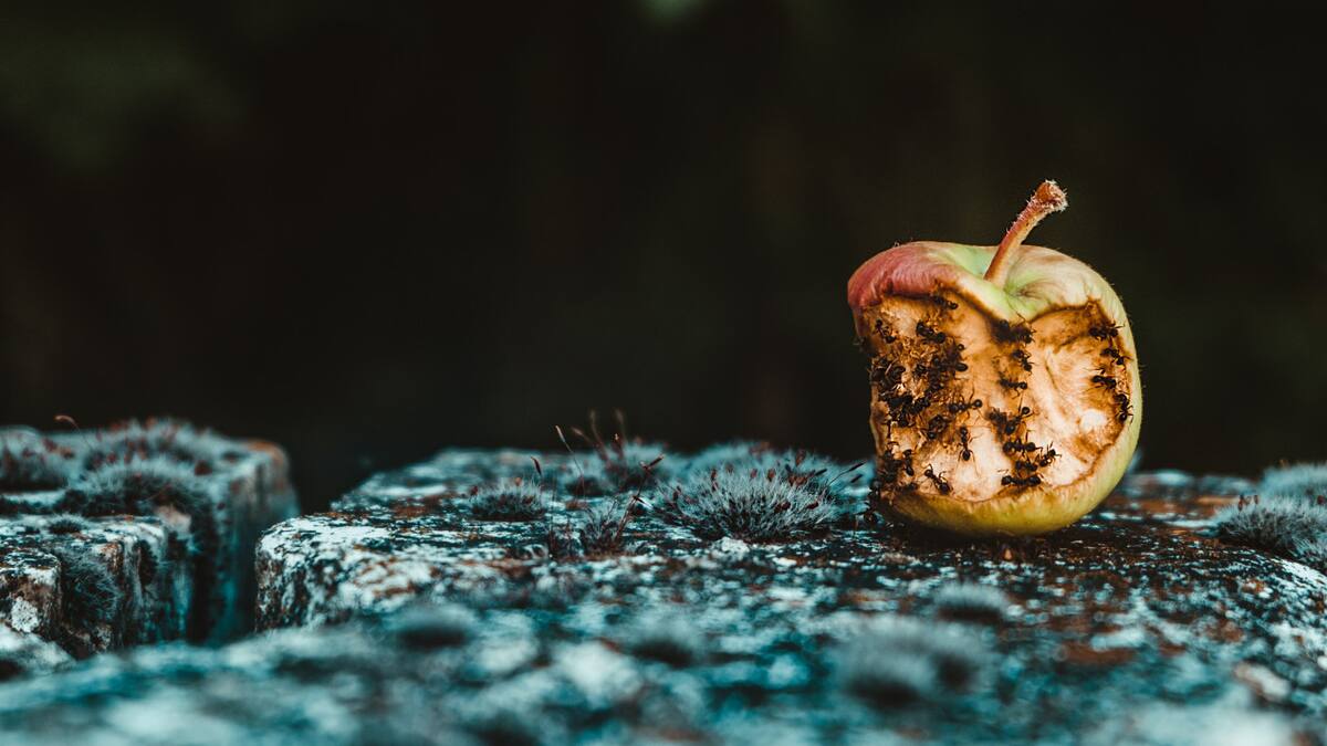 Desperdicio de alimentos. Foto: Unsplash