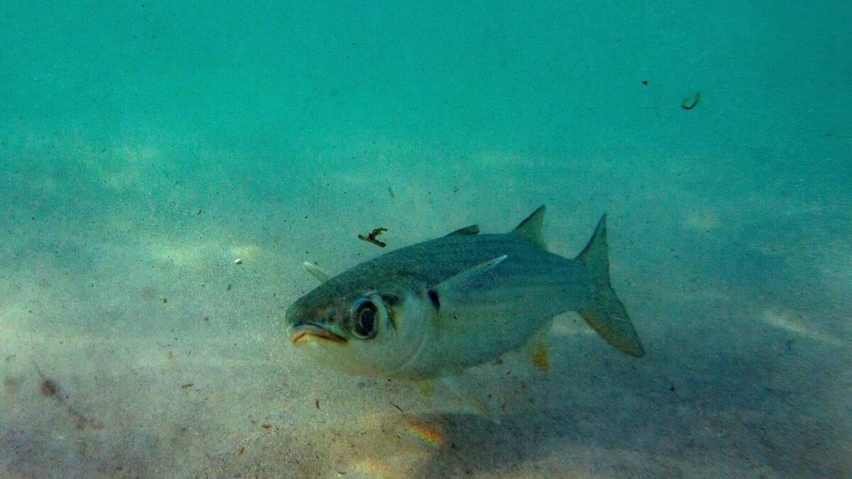 Deterioro acelerado de los océanos por el cambio climático. Foto: EFE