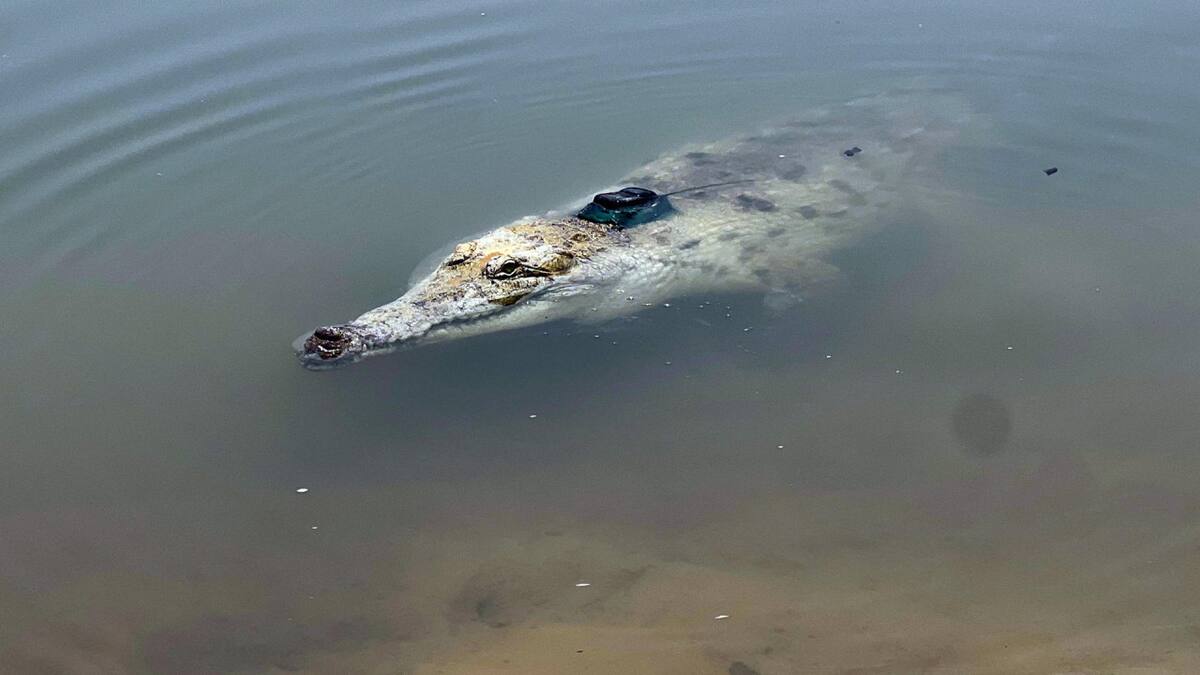 Devuelven a 11 cocodrilos del Orinoco a su hábitat natural en el este de Colombia. Foto EFE.