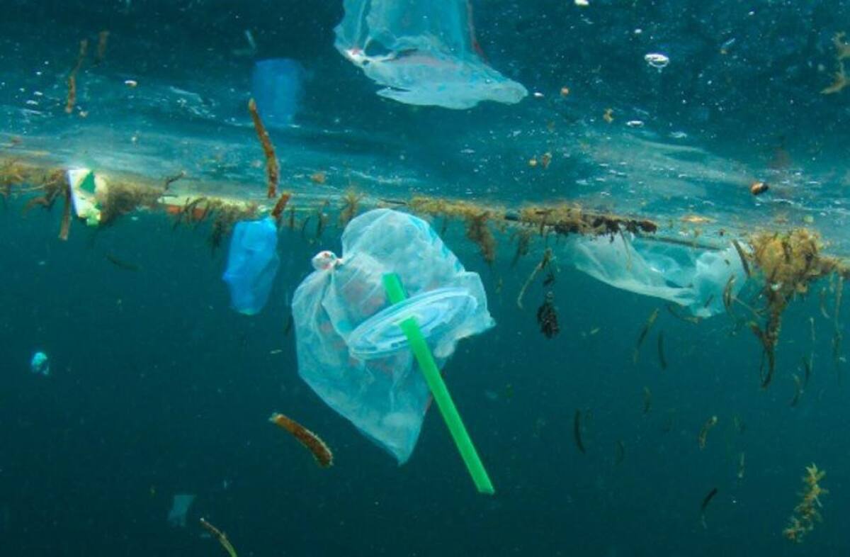 Día Internacional de la Tierra: los 5 problemas que enfrenta el medio ambiente