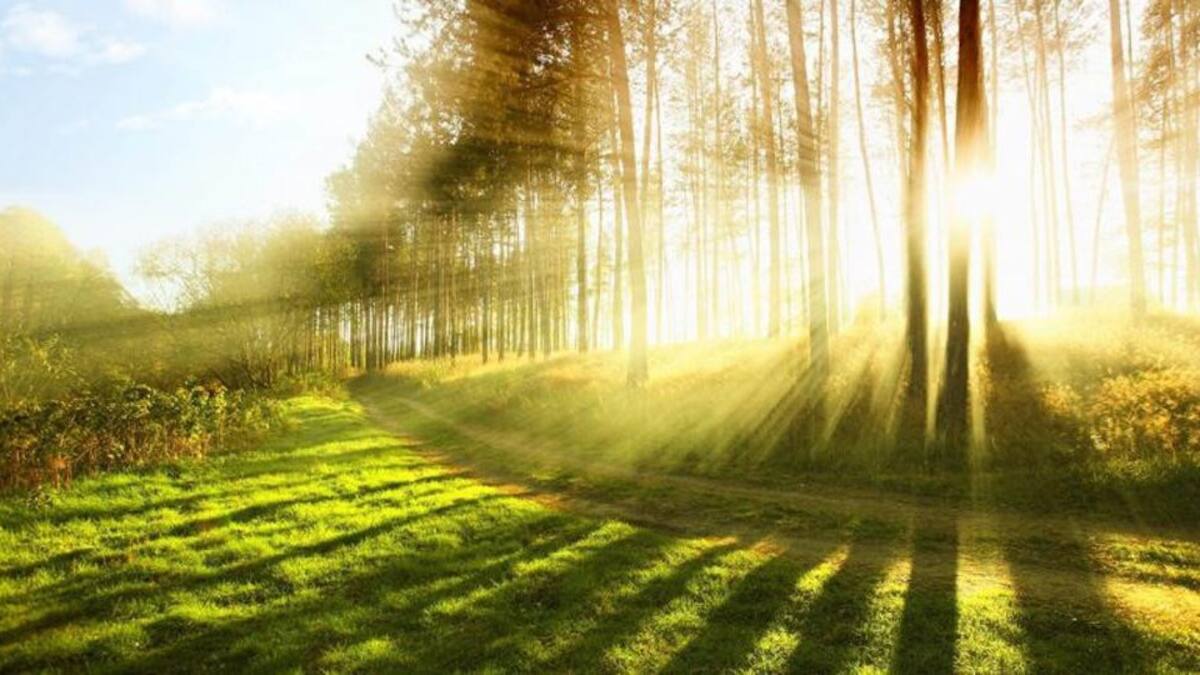 Día Internacional de la Tierra: los 5 problemas que enfrenta el medio ambiente