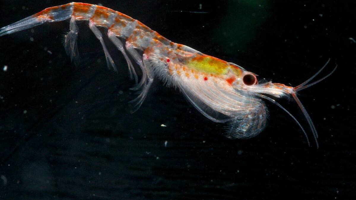 Dia internacional del krill que se celebra por segundo año consecutivo. Foto: Twitter/@Andy_Antarctica