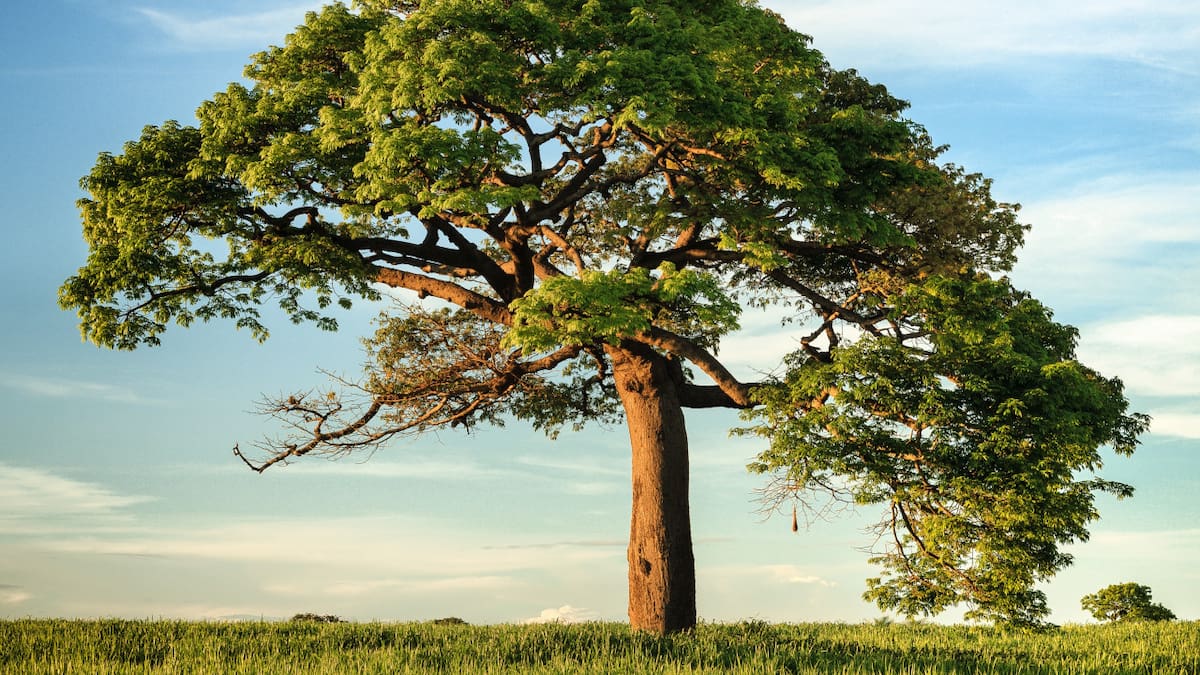 Día Nacional del Árbol. Foto: Unsplash.