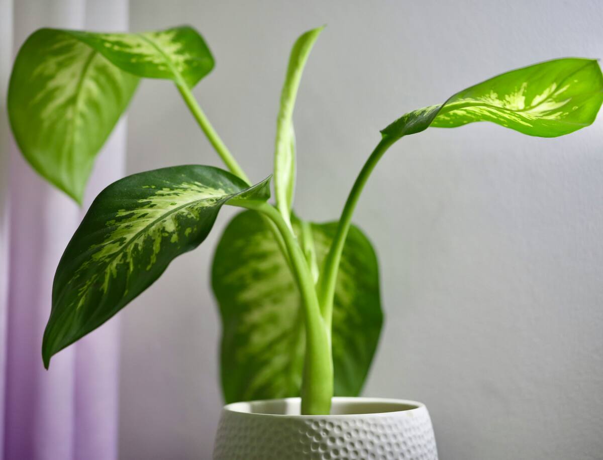 Dieffenbachia. Foto: Unsplash.