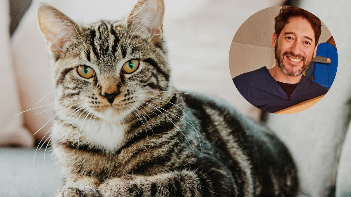 Diego Ferrera, veterinario: “El paracetamol puede ser mortal para los gatos incluso en pequeñas cantidades”