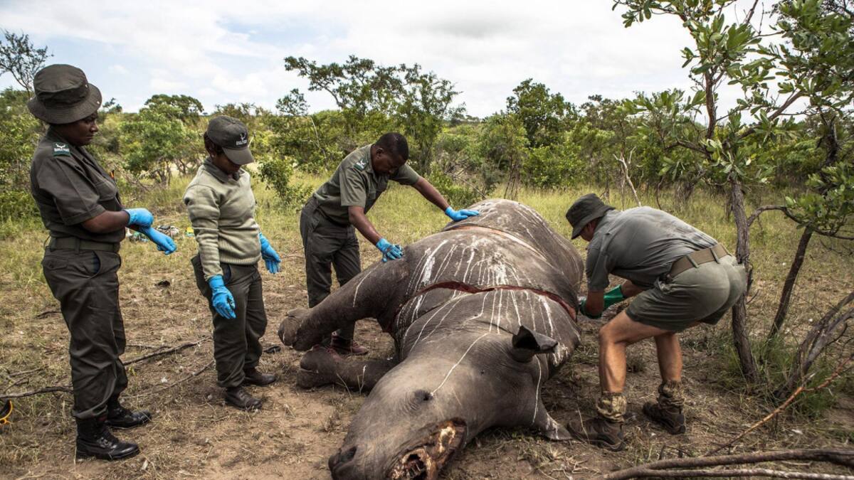 Disminuyó la caza furtiva en Sudáfrica. Foto: EFE