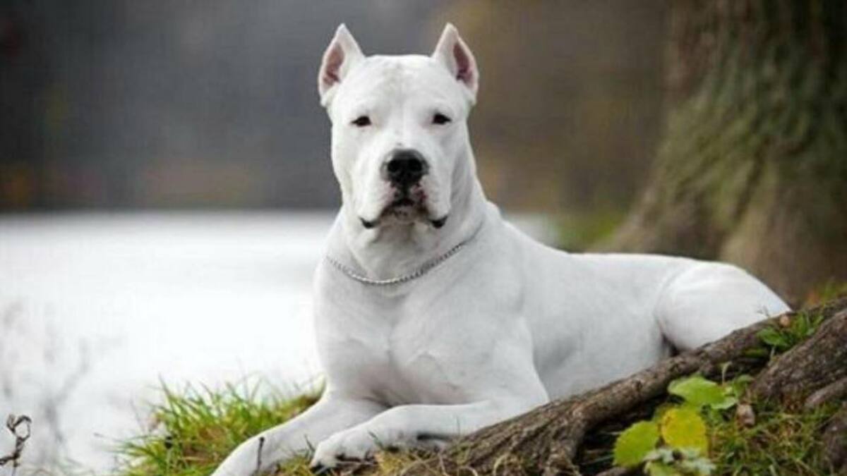Dogo argentino