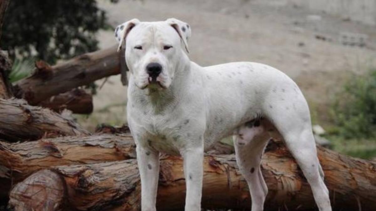 Dogo argentino