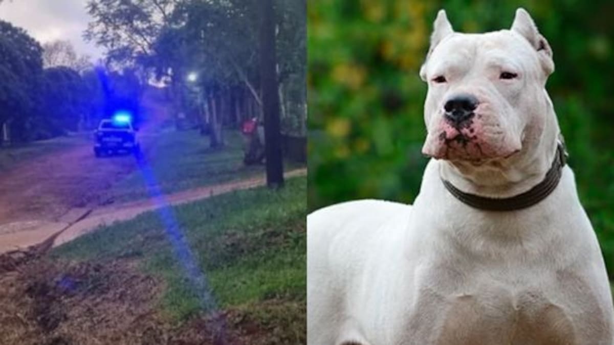 La atacó un dogo argentino y murió: la tragedia de una jubilada de 93 años en Misiones