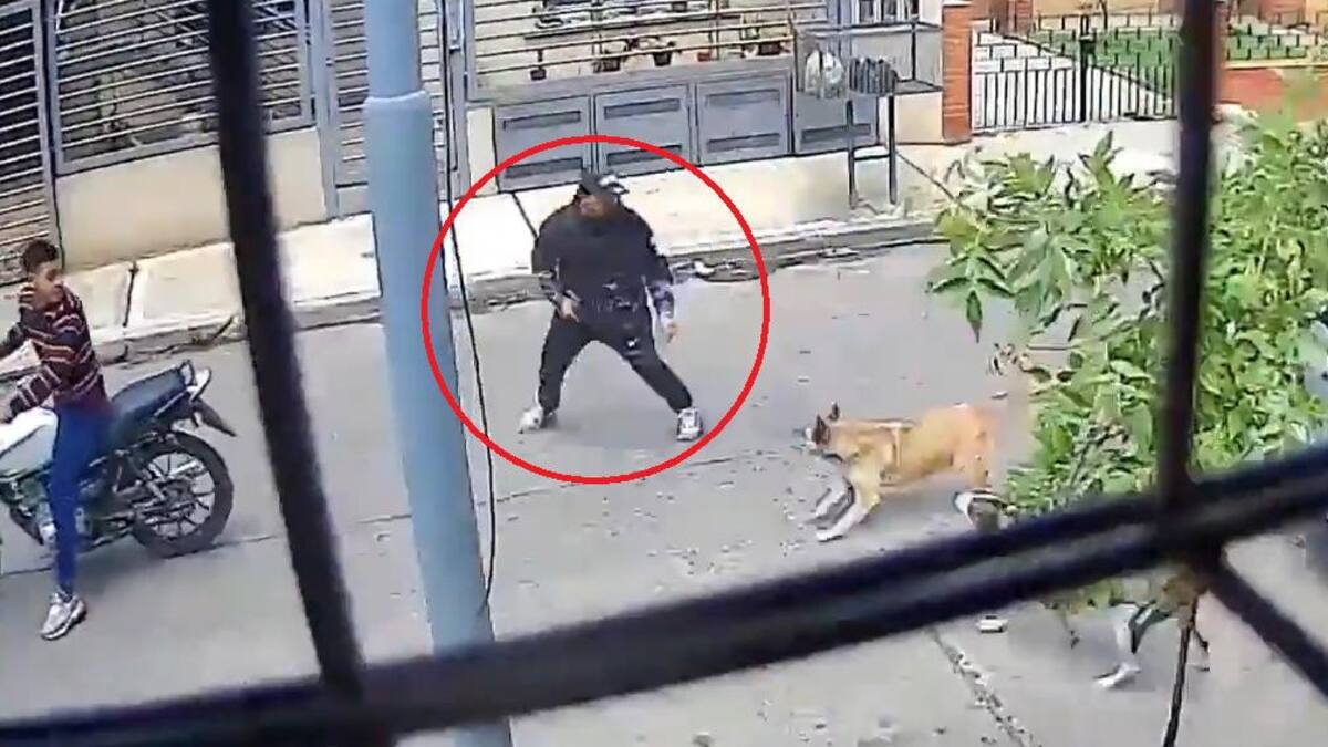 Dos perras salvan la vida de un transeunte. Foto: Captura de video.