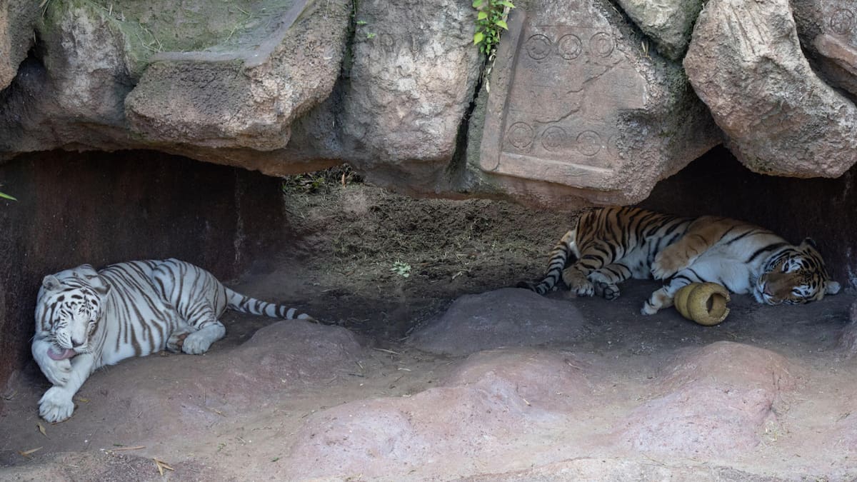 Romina y Dali, dos tigres de bengala, estrenaron su nuevo santuario en un zoológico de Guatemala