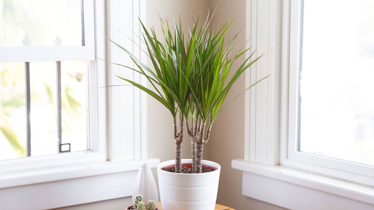 Los viveristas la recomiendan: la planta que tiene hojas elegantes, crece en maceta y se adapta fácilmente a rincones oscuros del hogar