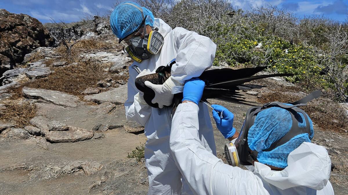 Ecuador reportó gripe aviar en las Islas Galápagos. Foto: EFE