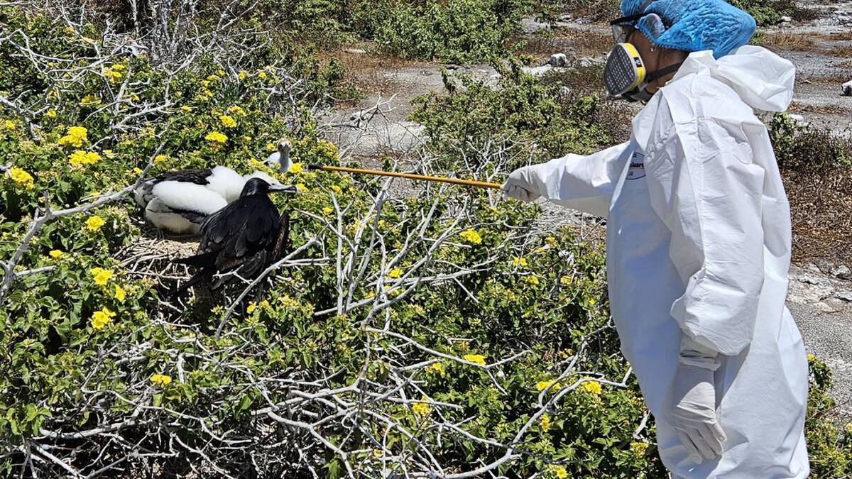 Ecuador reportó gripe aviar en las Islas Galápagos. Foto: EFE