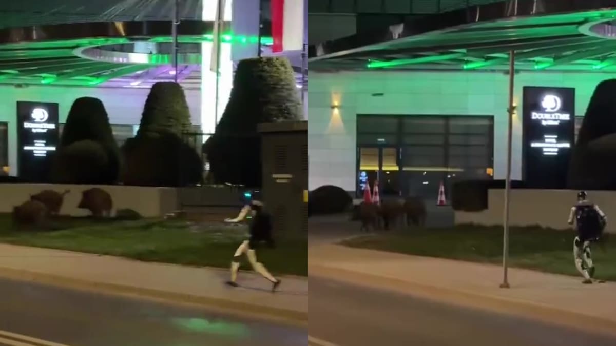 Video viral: el robot “influencer” que persigue jabalíes por las calles de Varsovia