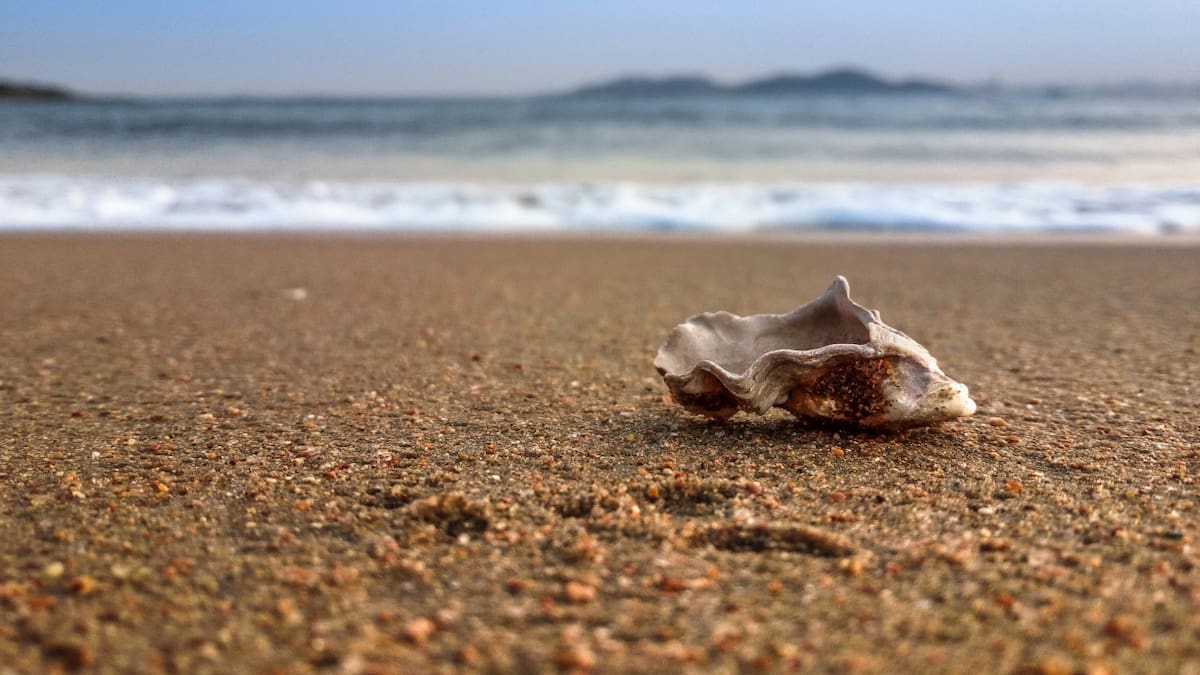 El 53 % de las ostras habían ingerido microplásticos. Foto Unsplash.