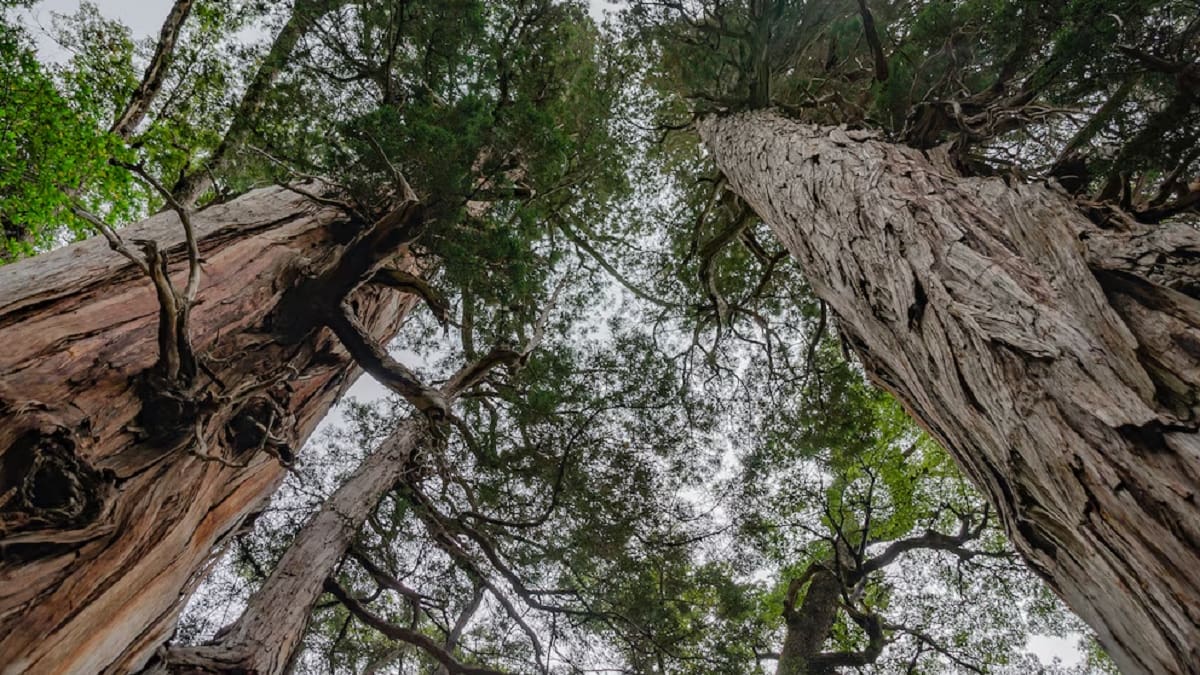 El imponente árbol argentino que tiene 60 metros de altura y más de 2.600 años: dónde se encuentra y cómo visitarlo