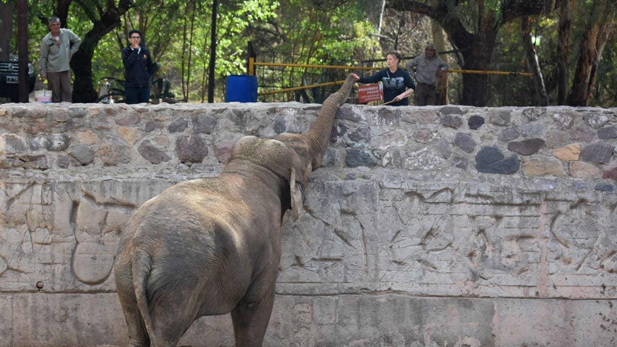 El impactante renacer del zoológico de Mendoza: fue transformado en un Ecoparque ejemplar de la conservación animal