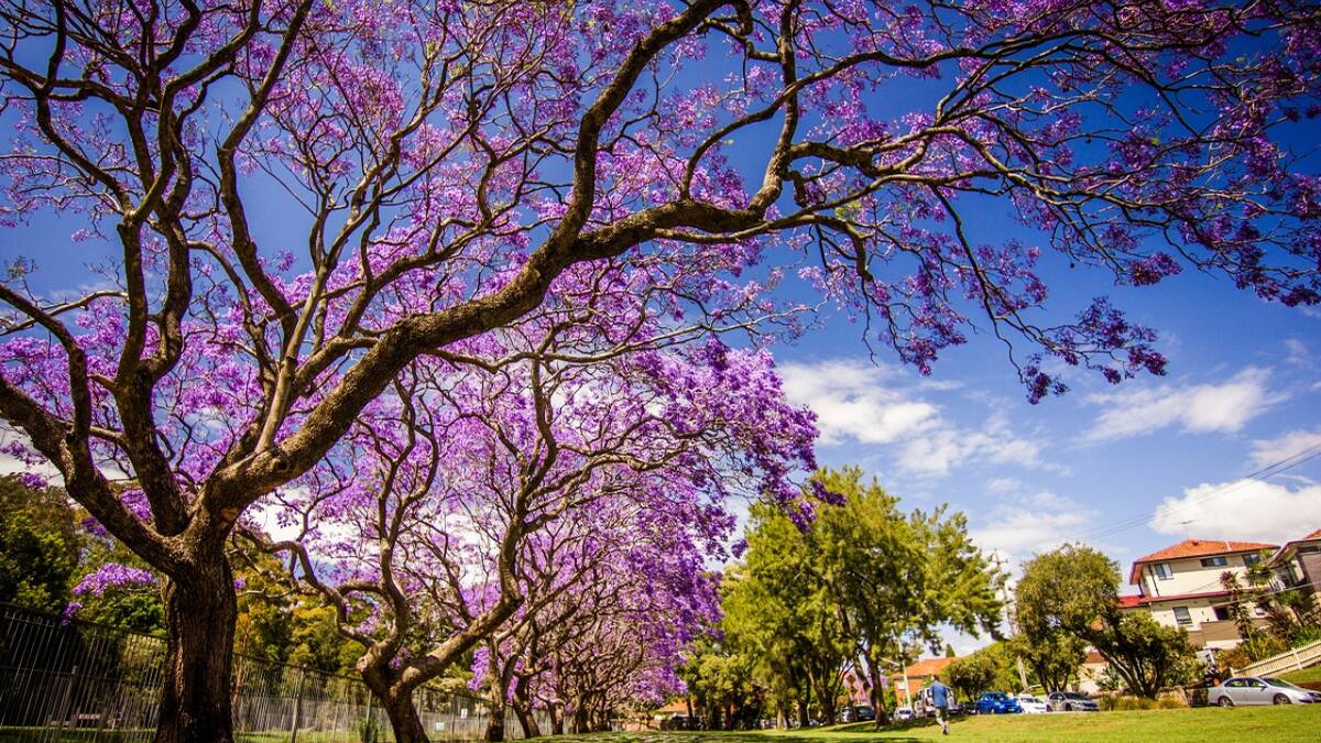 El árbol de jaracandá, considerado el más lindo del mundo. Foto: Unsplash.