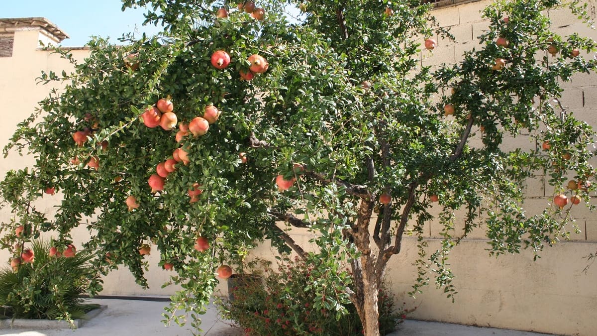 No es el limonero ni el naranjo: el árbol frutal que es ideal para el jardín de tu casa y requiere pocos cuidados