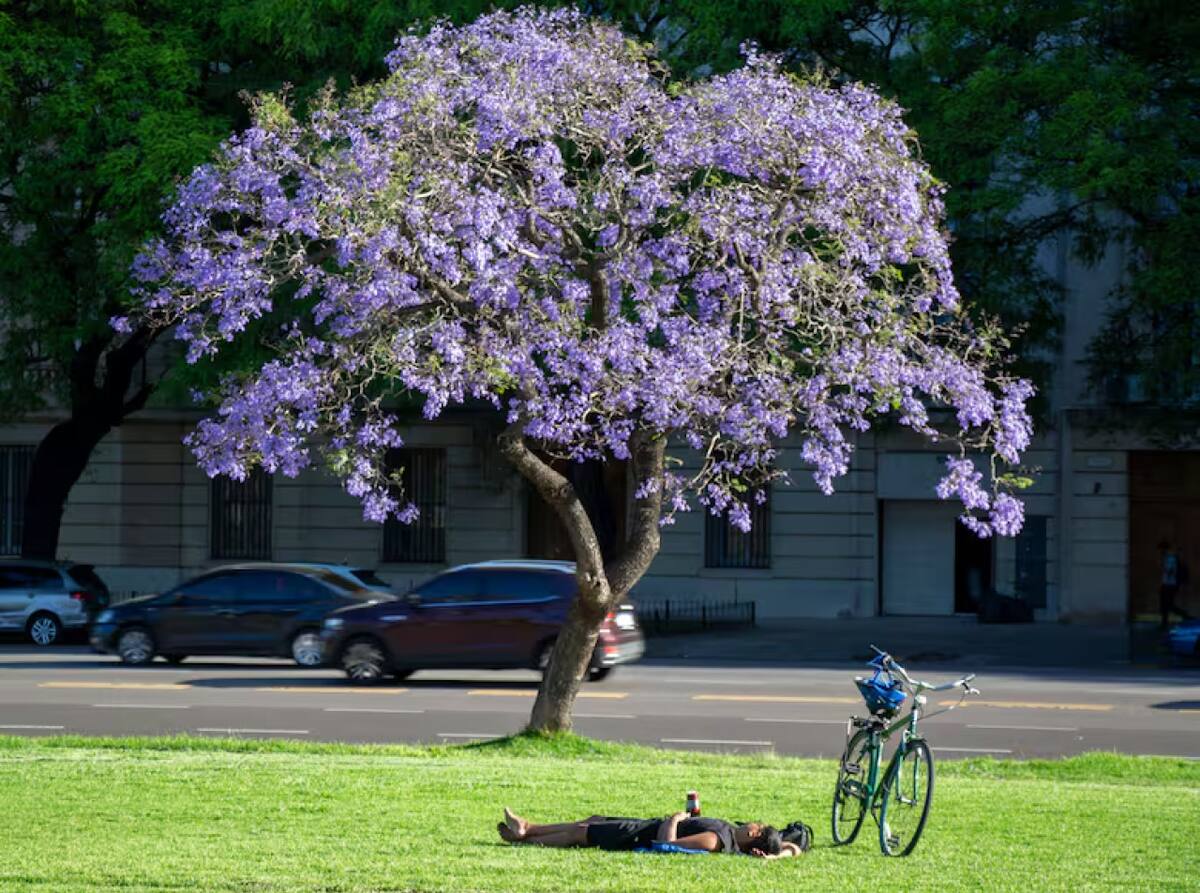 El árbol jacarandá, presente en CABA. Foto: Gobierno de la Ciudad.