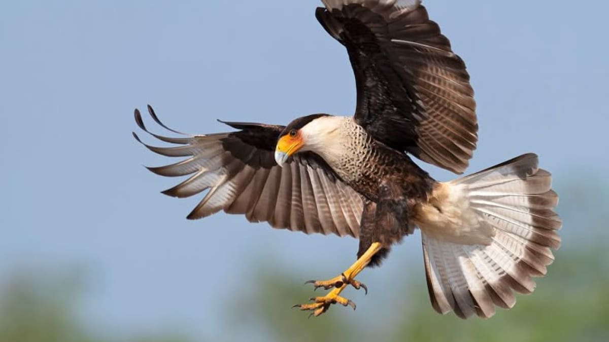 Muchos lo odian, pero es necesario: el ave de rapiña que se volvió un aliado vital en Sudamérica por preservar ecosistemas