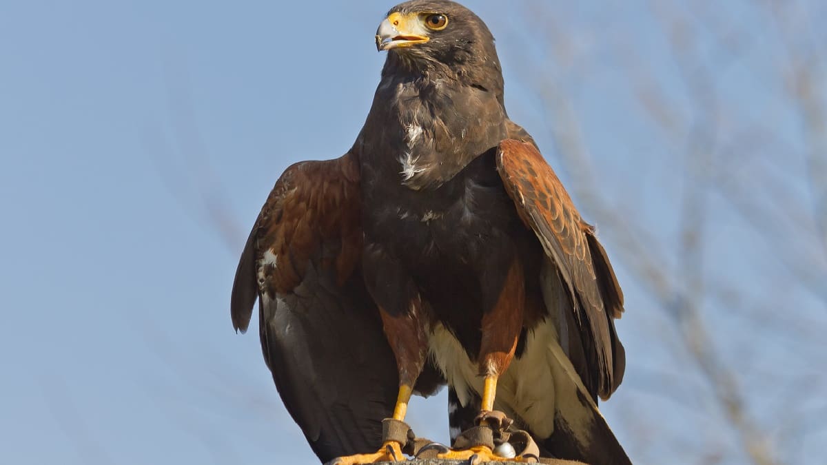 Misterioso avistamiento: cuál es el ave gigante que vuela por los cielos de CABA y es confundido con un halcón