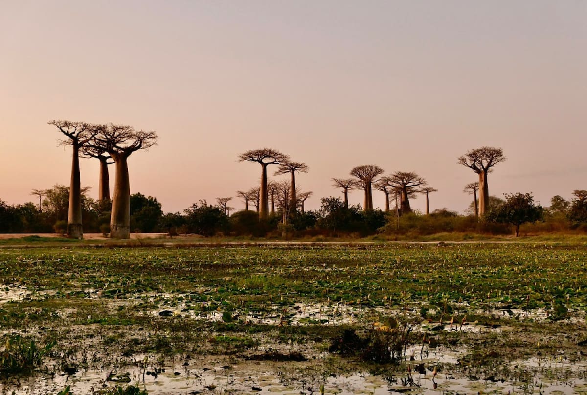 Árbol Baobab. Foto: Unsplash.