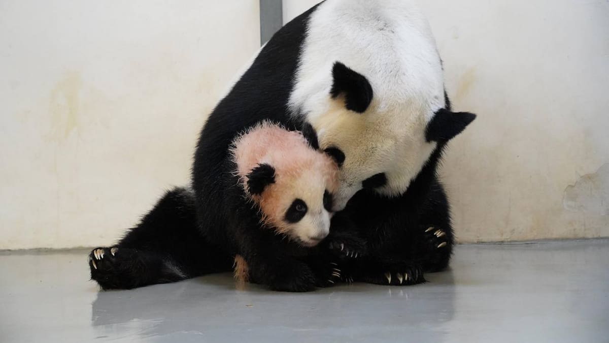 El bebé panda en pleno baño. Foto: Canal de Telegram de Svetlana Akulova @svetlanaakulova1
