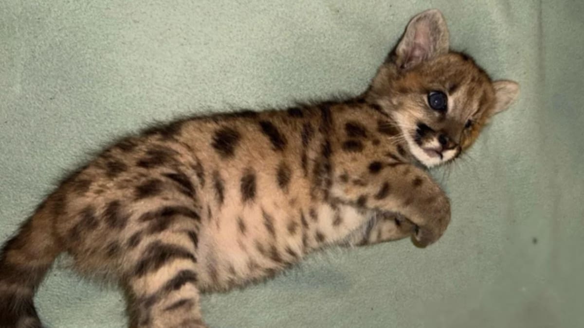 Sobrevivió a un atropello en la Ruta 40 y lucha por recuperarse: cómo sigue “Malvina”, el cachorro de puma rescatado en Río Negro