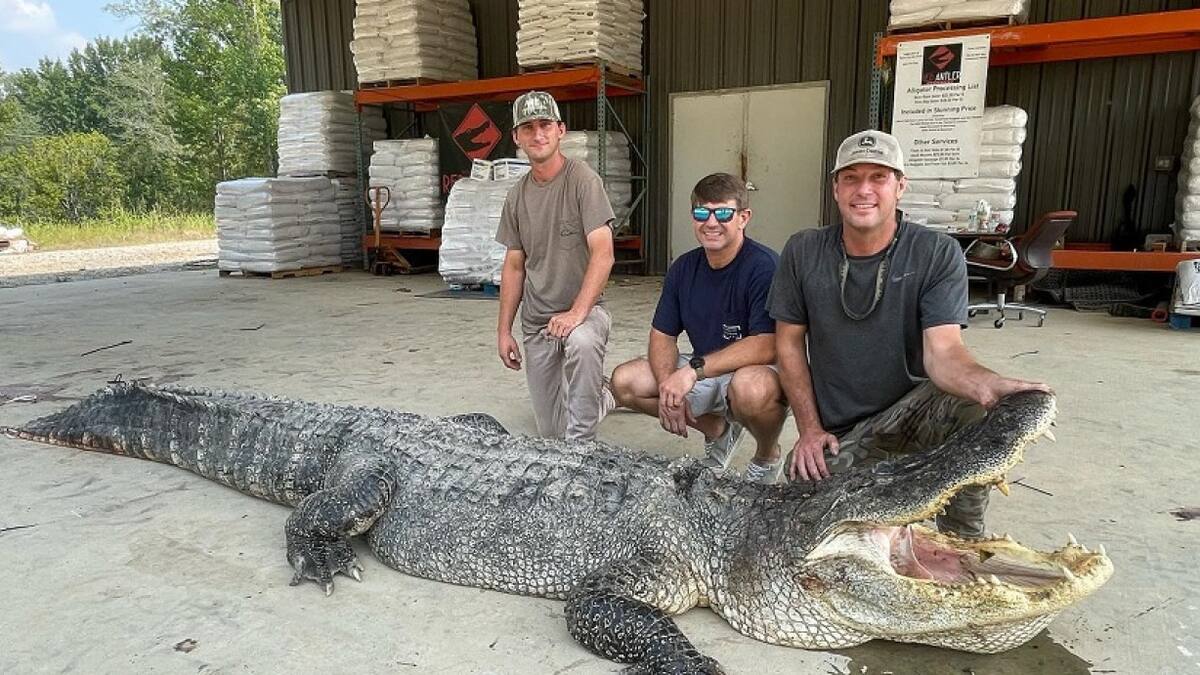 El caimán récord que capturaron en Mississipi. Foto: Gentileza Caraota Digital.