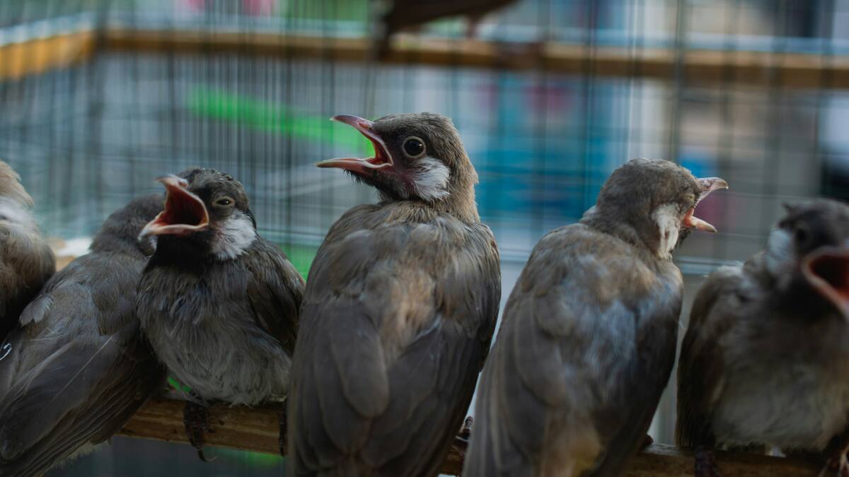El canto de los pájaros. Foto: Unsplash.