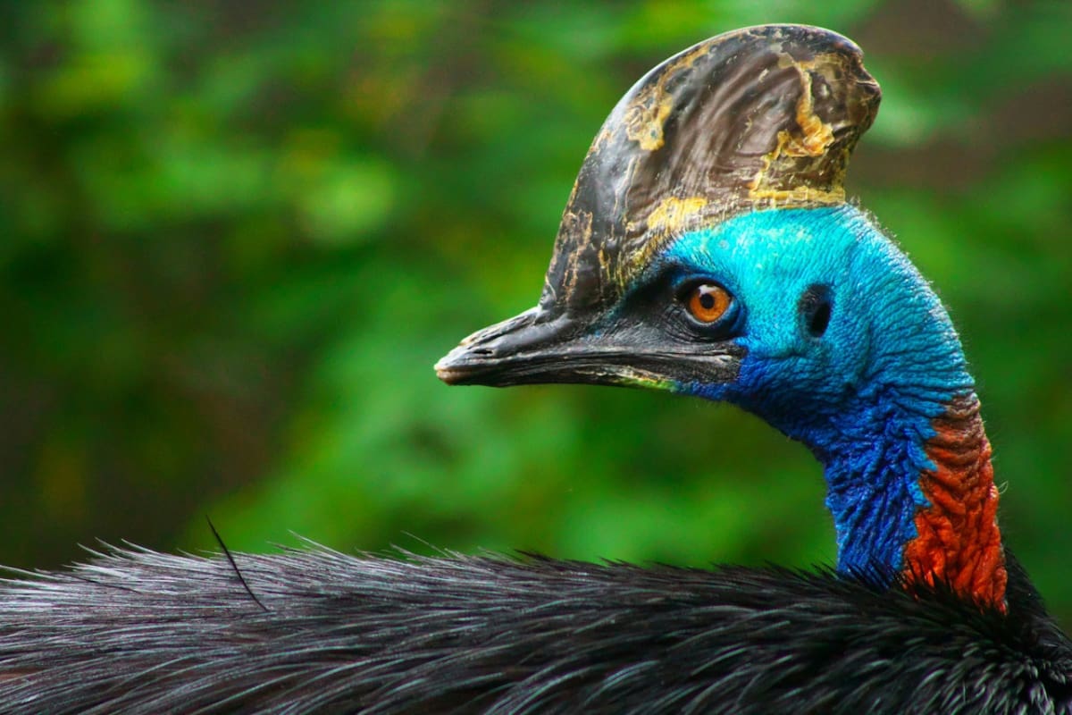 El casuario se encuentra en países como Australia o Nueva Guinea. Foto: Unsplash.