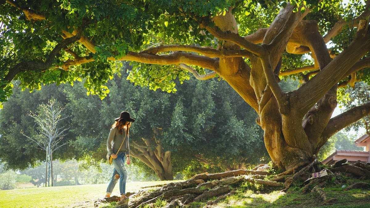 El clásico césped empieza a perder protagonismo en los jardines.