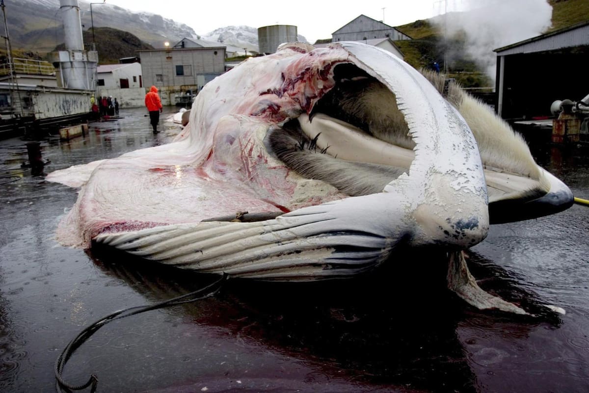 El cuerpo de una ballena es despedazado en la estación ballenera de