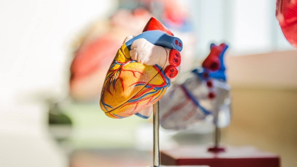 El cuidado cardiovascular también es bueno para el cerebro. Foto: Unsplash.