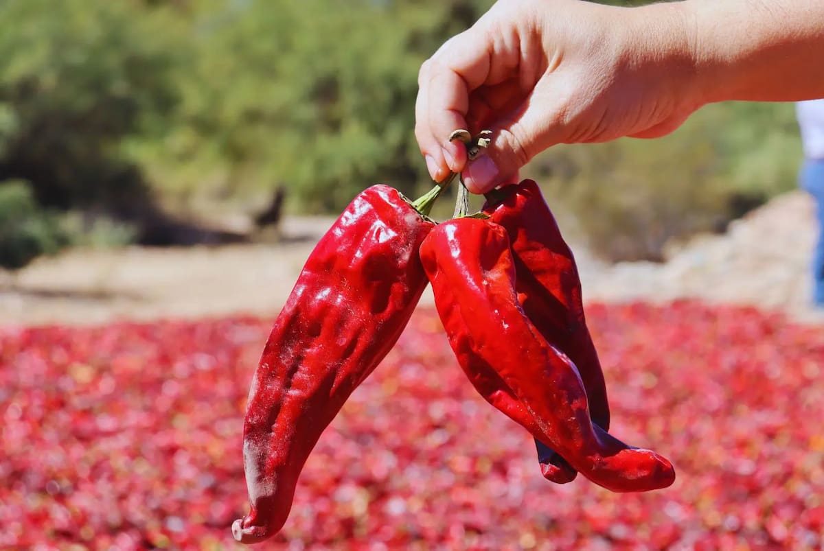 Campos de pimientos secándose al sol tiñen de rojo los Valles Calchaquíes durante el otoño, en una postal típica de la producción artesanal del pimentón salteño.
