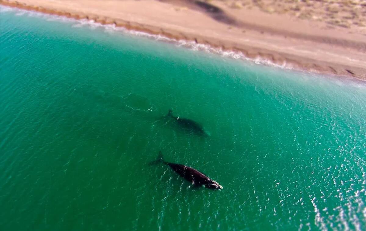 El Doradillo, lugar emblemático en la Patagonia Argentina. Foto: Madryn.ong.