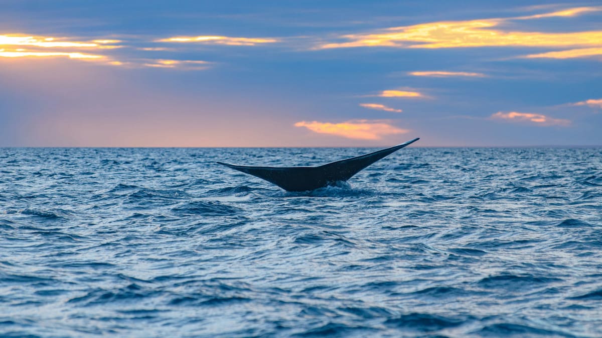 El Doradillo permite el avistaje de ballenas. Foto: Unsplash