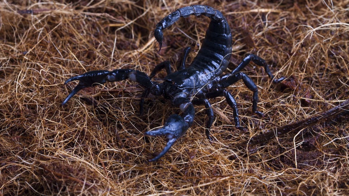 "Cazadores del veneno", el curioso grupo animal que no le tema al escorpión y a su picadora mortal