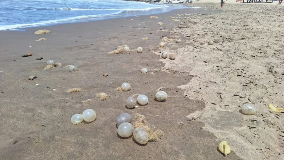 Arribazones en Mar del Plata. Foto: Ahora Mar del Plata