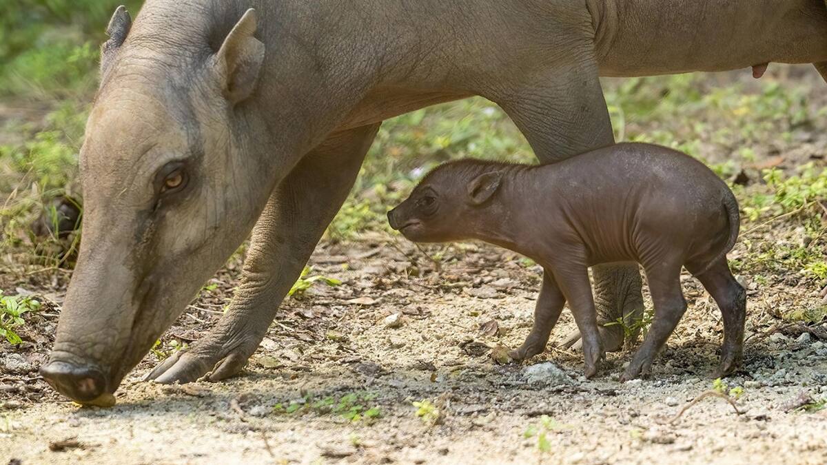 El histórico nacimiento de una babirusa. Foto: EFE